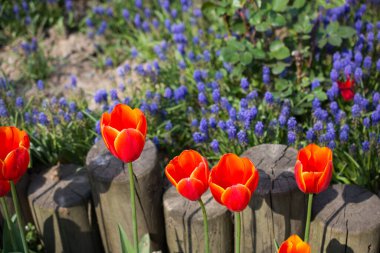 Turuncu laleler baharda bahçede çiçek açar
