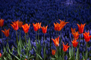 Bahar bahçesinde renkli lale çiçekleri açar.