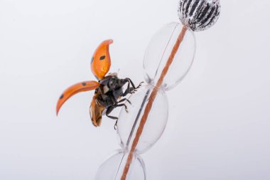 Kırmızı uğur böceği üstündeki yürüyüş güzel fotoğraf