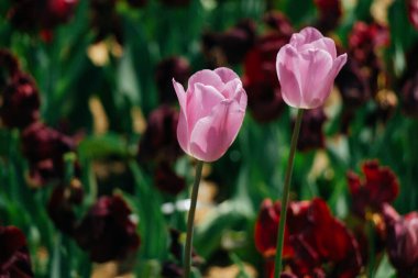 Bahar bahçesinde renkli lale çiçekleri açar.