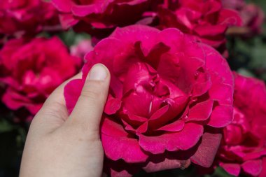 Renkli bir gül çiçeğini tutarken