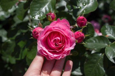 Gül bahçesinde bir gül tutarken