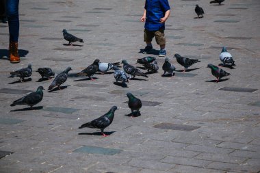 İnsanların hareketi, aktif yürüyüş, şehir yaşamı şehir ve güvercinler