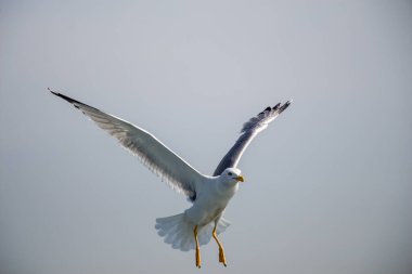 Arka plan olarak gökyüzünde uçan tek bir martı.