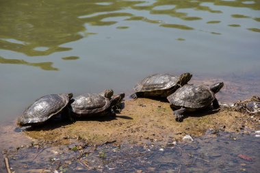 Gölün kenarında yalnız kaplumbağalar bulundu.