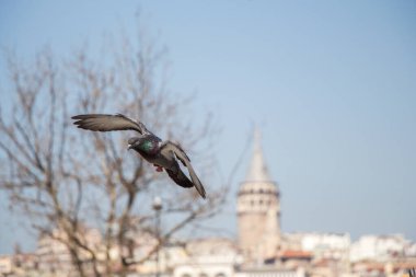 Havada kanatlarını açmış tek bir güvercin