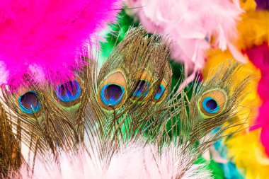 Yumuşak, güzel kuş tüyü ve deseni