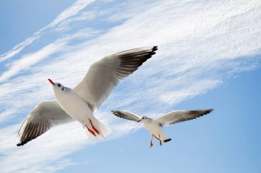 Mavi arka planda uçan tek bir martı.