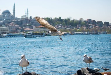 Arka planda cami olan martı gökyüzünde uçuyor.