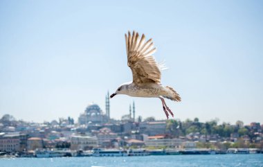 Arka planda cami olan martı gökyüzünde uçuyor.