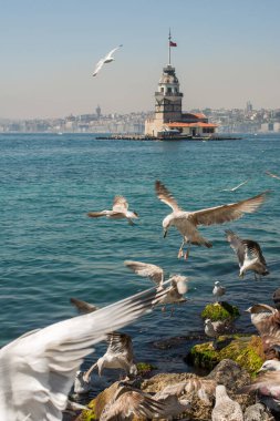 Arkasında Bakire Kulesi olan bir gökyüzünde martı.