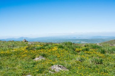 Doğa arkaplanı olarak kullanmak için yeşil çimen