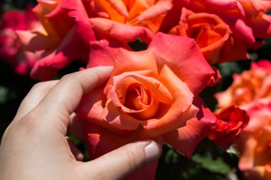 Renkli bir gül çiçeğini tutarken