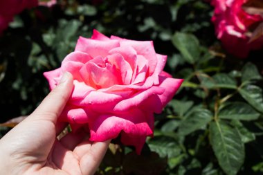 Gül bahçesinde bir gül tutarken