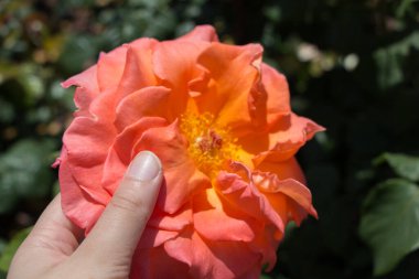 Renkli bir gül çiçeğini tutarken