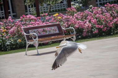 Gül bahçesindeki çeşmenin yanında martı