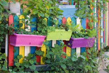 Doğada güzel taze çiçekler