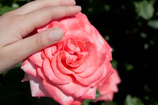 Hand holding a rose in the rose  garden