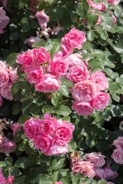 Bahçenin arka planında çiçek açan güzel renkli gül tomurcukları.