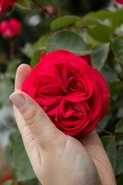 Renkli bir gül çiçeğini tutarken