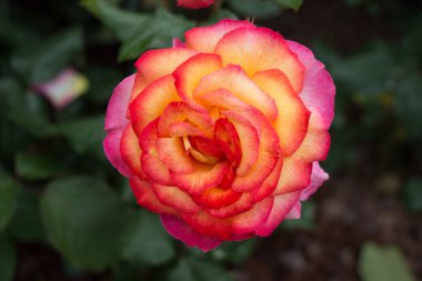 Yakından bakınca güzel taze güller.