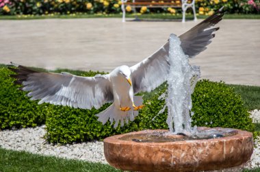 Bir çeşme kenarında buldum tek martı