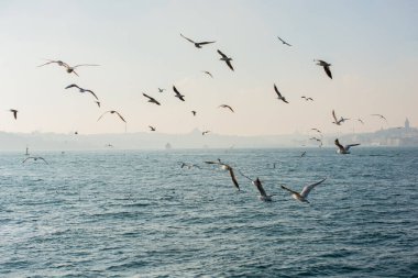 Martılar deniz suyunun üzerindedir.
