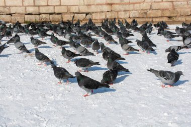 Güzel güvercin kuşları, şehir güvercinleri şehir ortamında yaşıyor.