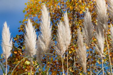 Cortaderia selloana, genel olarak pampas otu olarak bilinir.