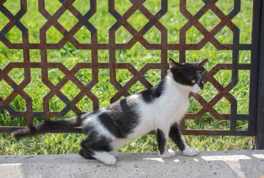 Evcil bir hayvan gibi görünen sevimli bir kedi yavrusunun portresi