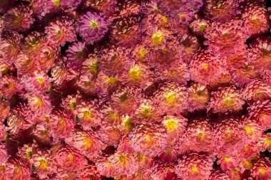 Arka plan olarak güzel taze çiçekler