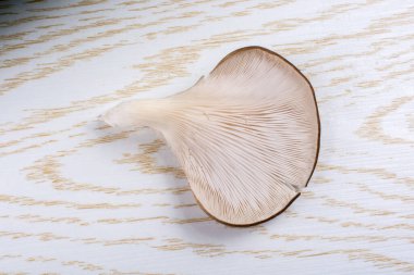 İstiridye mantarı ya da Pleurotus ostreatus kolayca ekilmiş mantar.