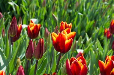 Bahar mevsiminde açan Lale Çiçekleri