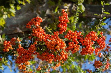 Vahşi meyve doğadaki ağaçta bulunur.