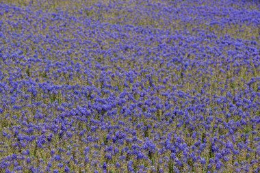 Çiçek arkaplanı gibi güzel, renkli doğal çiçekler.