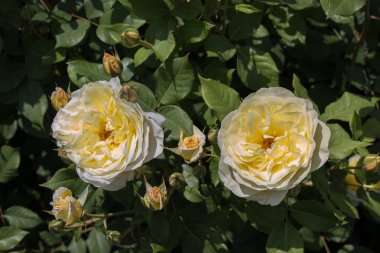 Bahçenin arka planında çiçek açan güzel renkli güller.