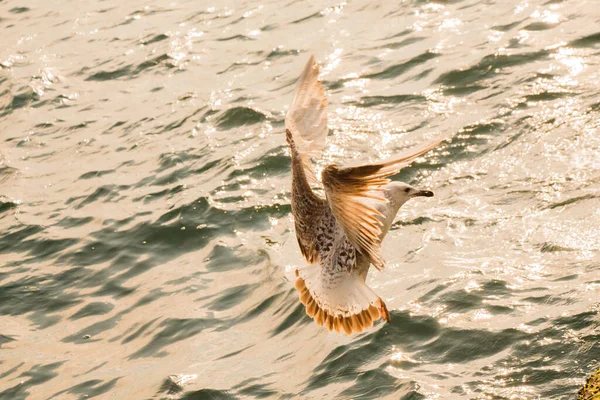 Arka planı deniz olan tek bir martı.