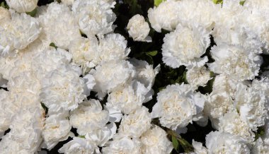 Çiçek açan güzel renkli taze doğal çiçekler.