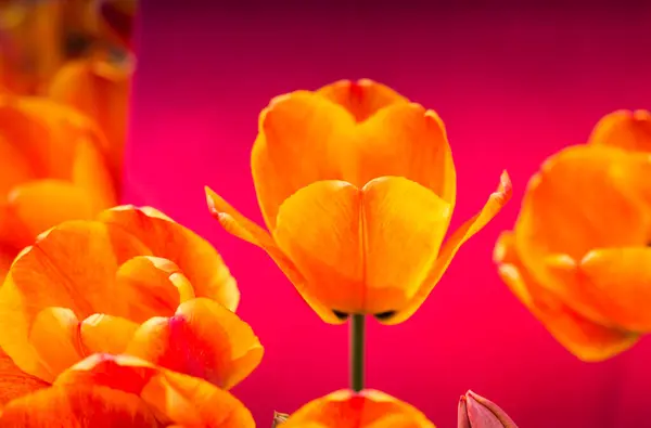 Fleurs Tulipes Colorées Avec Fond Coloré — Photo