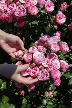 Elindeki güzel taze güller