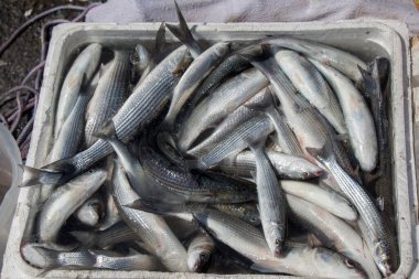 Balık pazarında satılık.