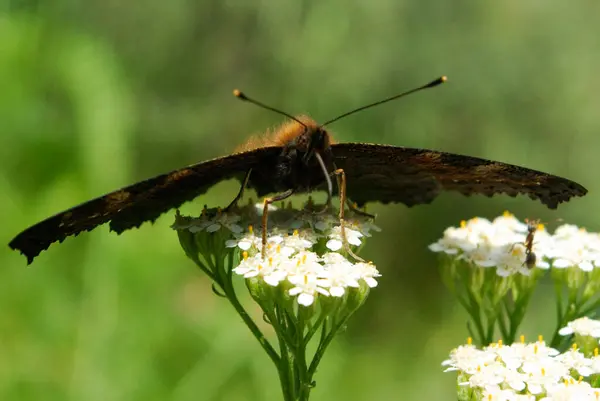 Schöne Schmetterlingsland Bunt Auf Blume Der Natur — Stockfoto
