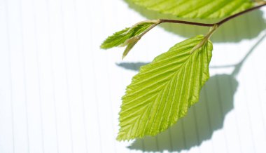 Eline bir defter sayfası bırakır