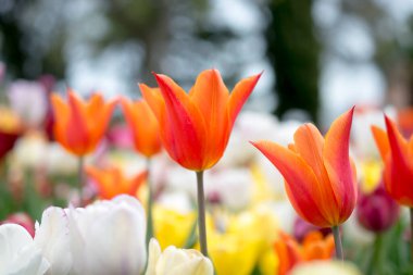Bahar bahçesinde renkli lale çiçekleri açar.