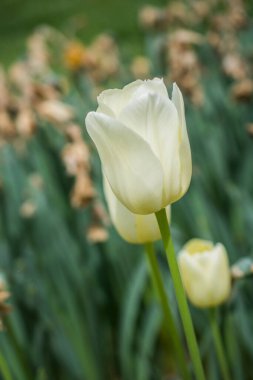 Kartpostal güzelliği tasarımı için güzel laleler.