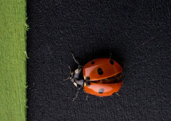 Kırmızı uğur böceği hakları Kurulu üzerinde yürüyen güzel fotoğraf