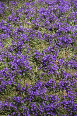 Çiçekler çiçek arkaplan dokusunu oluşturur