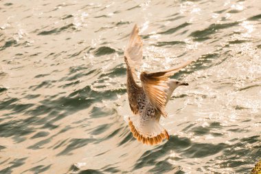 Arka planı deniz olan tek bir martı.