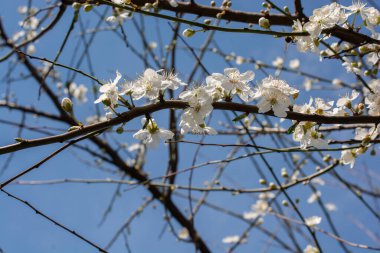 Çiçek arkaplanı gibi güzel, renkli doğal çiçekler.