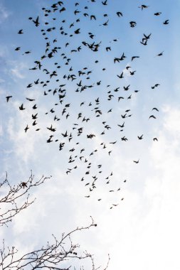 Gökyüzü bahar zaman kuş dolu